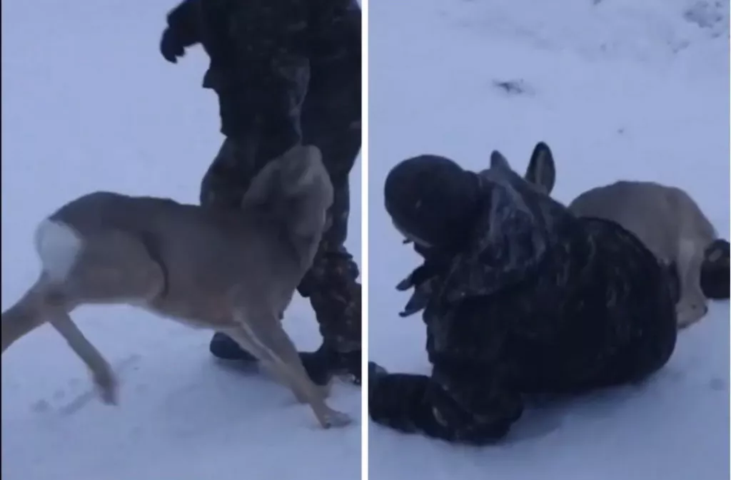 «Завалила и забодала»: молодая косуля напала на мужчину под Новосибирском