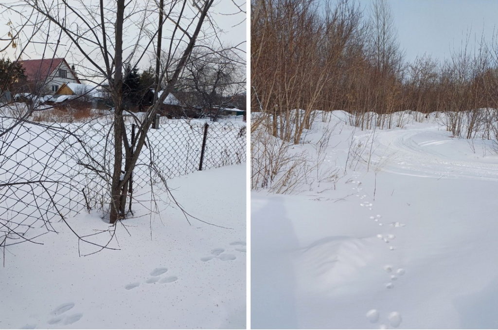 Следы зайцев заметили в частном секторе Новосибирска