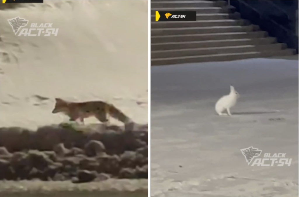 Лису и зайца в городе заметили жители Новосибирска