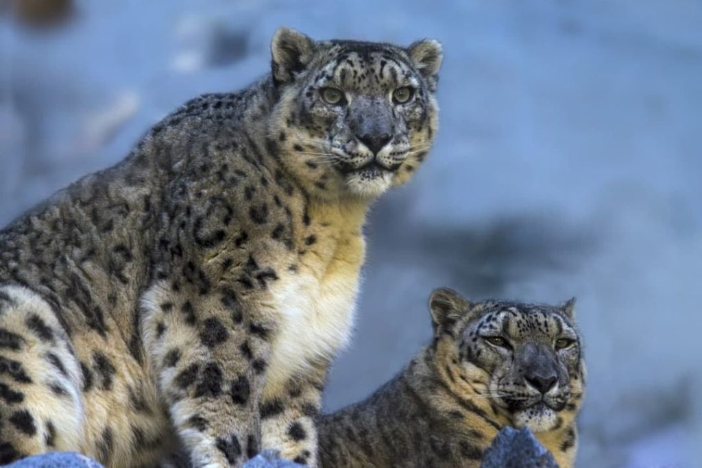 Самую пожилую пару снежных барсов обнаружили в Сибири