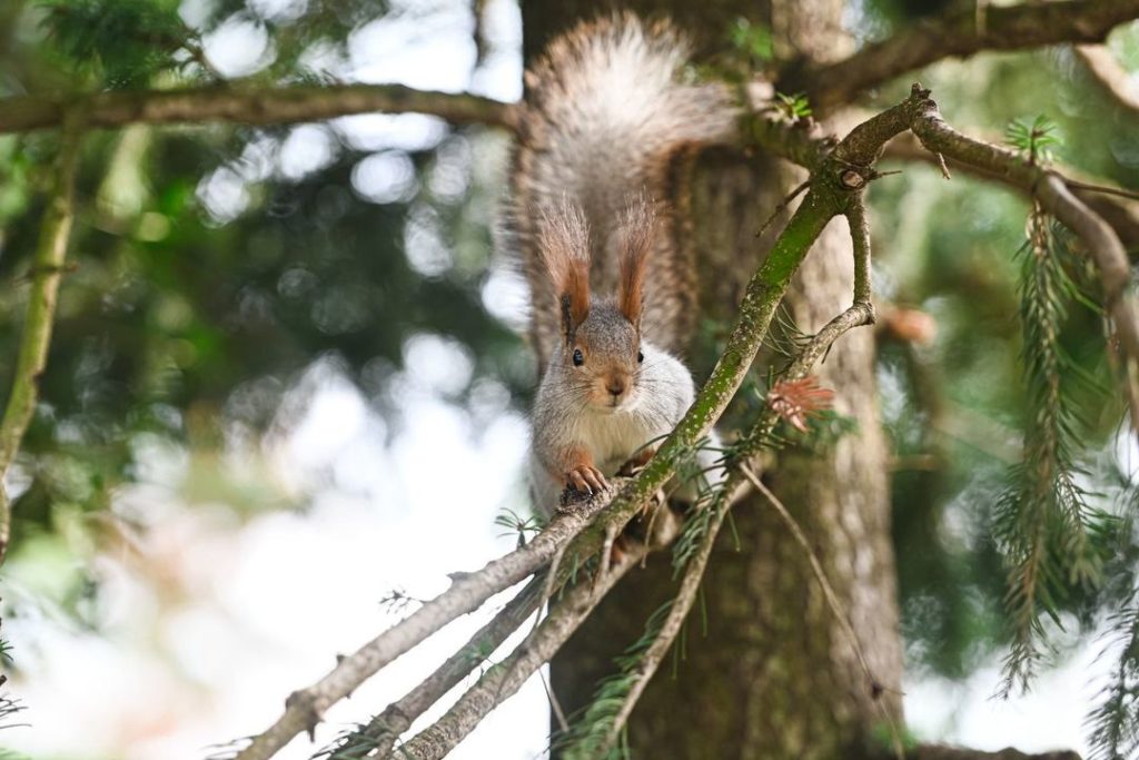 В Японском саду поселились белки из Новосибирска