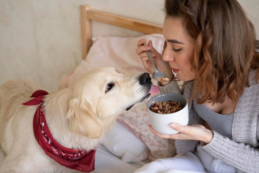 «Полезные блюда и десерты»: собачий повар предложил кормить хвостатых за 300 тысяч в месяц в Новосибирске