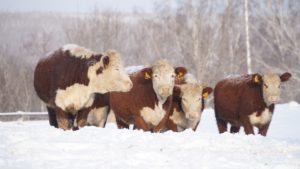 Четыре года подряд сокращается поголовье в молочном животноводстве Новосибирской области