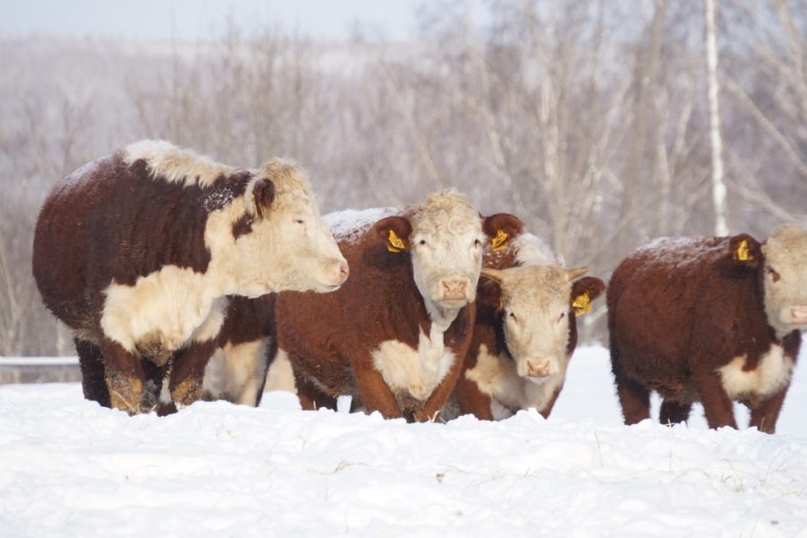 Четыре года подряд сокращается поголовье в молочном животноводстве Новосибирской области