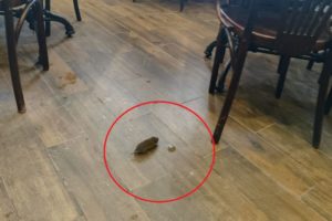 Посетители заметили мышку в кафе в центре Новосибирска
