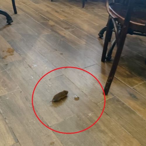 Посетители заметили мышку в кафе в центре Новосибирска