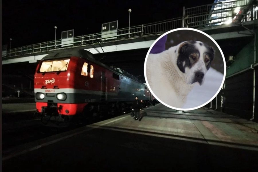 Дорогая собака, которую везли на поезде из Екатеринбурга, пропала в Новосибирске