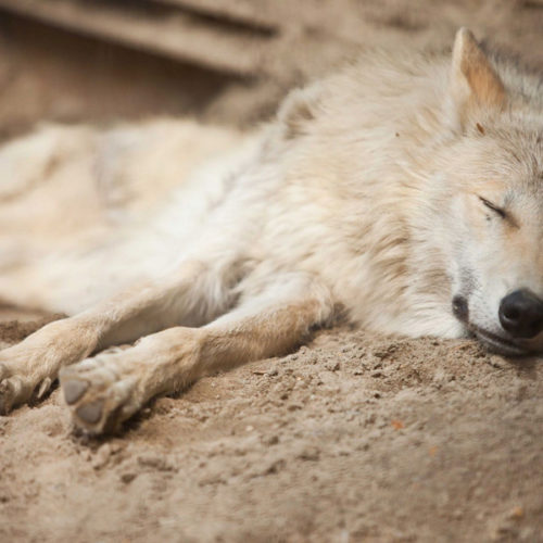 Шесть особей полярного волка продал в ОАЭ Новосибирский зоопарк