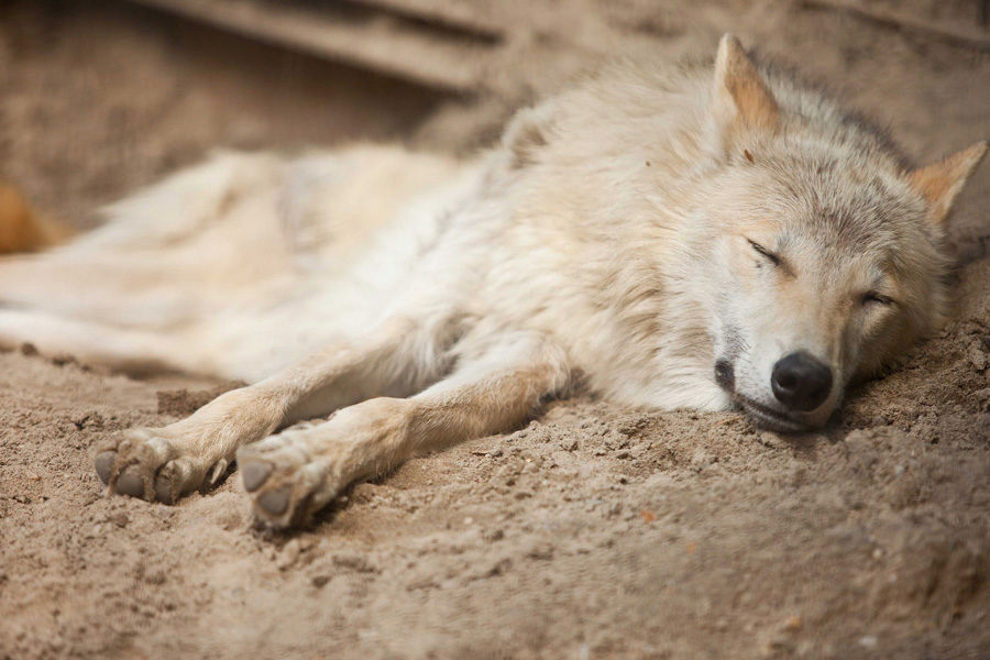 Шесть особей полярного волка продал в ОАЭ Новосибирский зоопарк