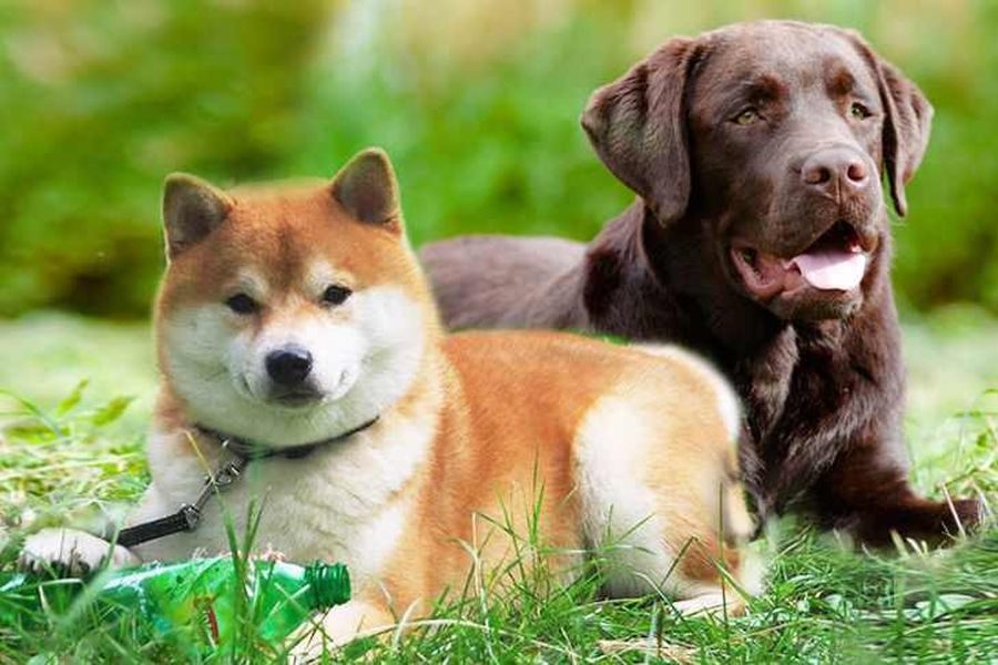 Сиба-ину против лабрадора: владельцы подравшихся псов судятся в Новосибирске