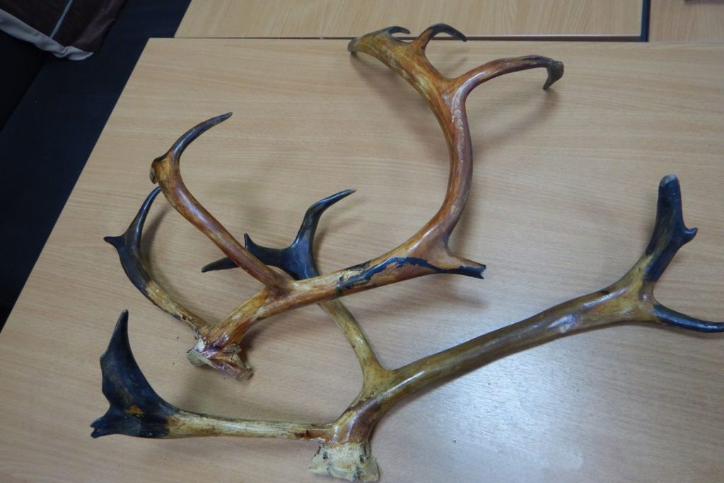 Мужчину с рогами задержали в аэропорту Новосибирска