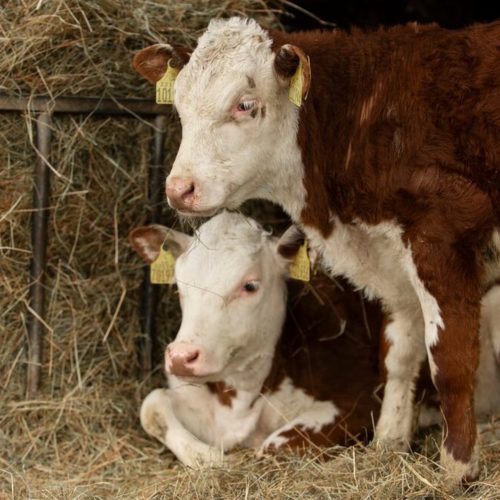 «Ветеринары были в шоке»: мутант с двумя головами родился у коровы в Новосибирске