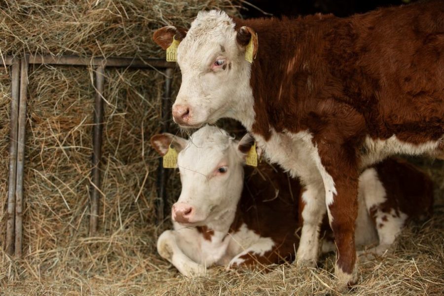 «Ветеринары были в шоке»: мутант с двумя головами родился у коровы в Новосибирске