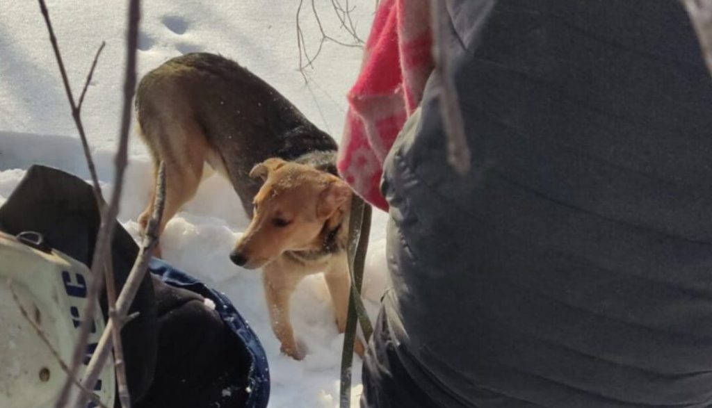 Спасатели достали щенка из заброшенного погреба в Новосибирске