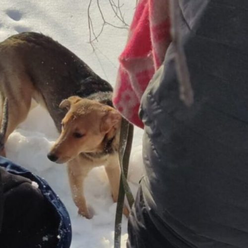 Спасатели достали щенка из заброшенного погреба в Новосибирске