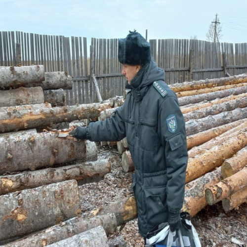 Приговоры за контрабанду леса в Сибири слишком мягкие
