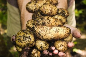 Новосибирцы отказываются садить овощи и картошку
