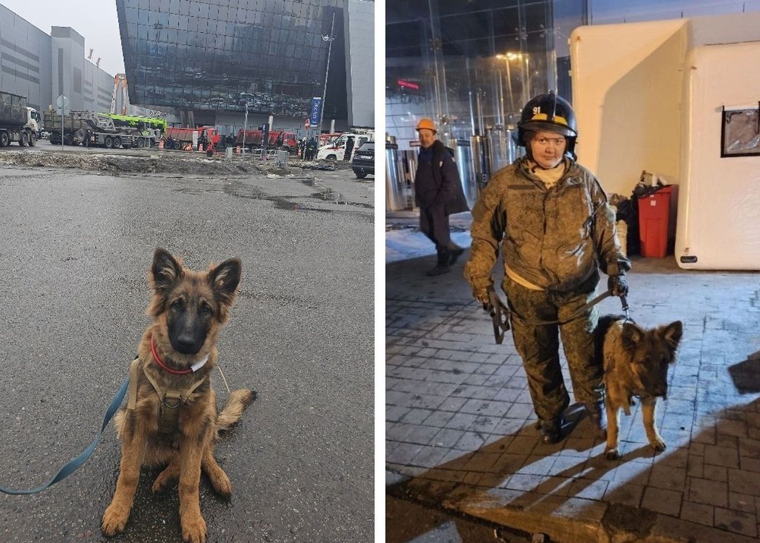 Новосибирский кинолог с овчаркой Гансом находят людей под завалами  «Крокуса» | 26.03.2024 | Новосибирск - БезФормата