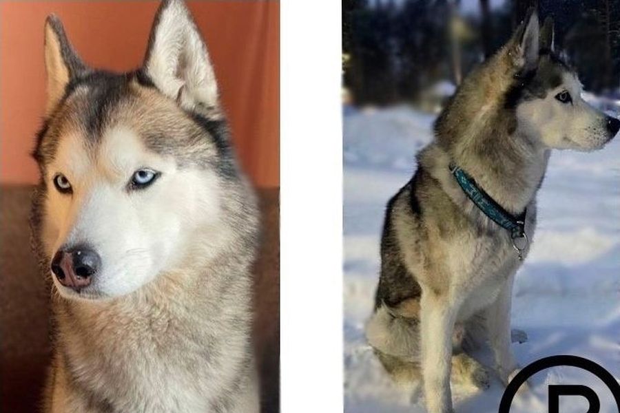 За пропавшую хаски объявили награду 40 тысяч рублей в Новосибирске