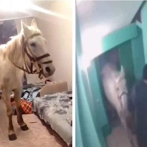 Сибиряк привел коня в квартиру, чтобы сделать любимой сюрприз к 8 марта