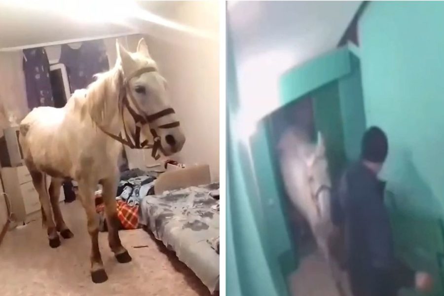 Сибиряк привел коня в квартиру, чтобы сделать любимой сюрприз к 8 марта