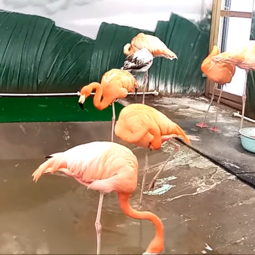 Фламинго-найденыш освоился в Новосибирском зоопарке