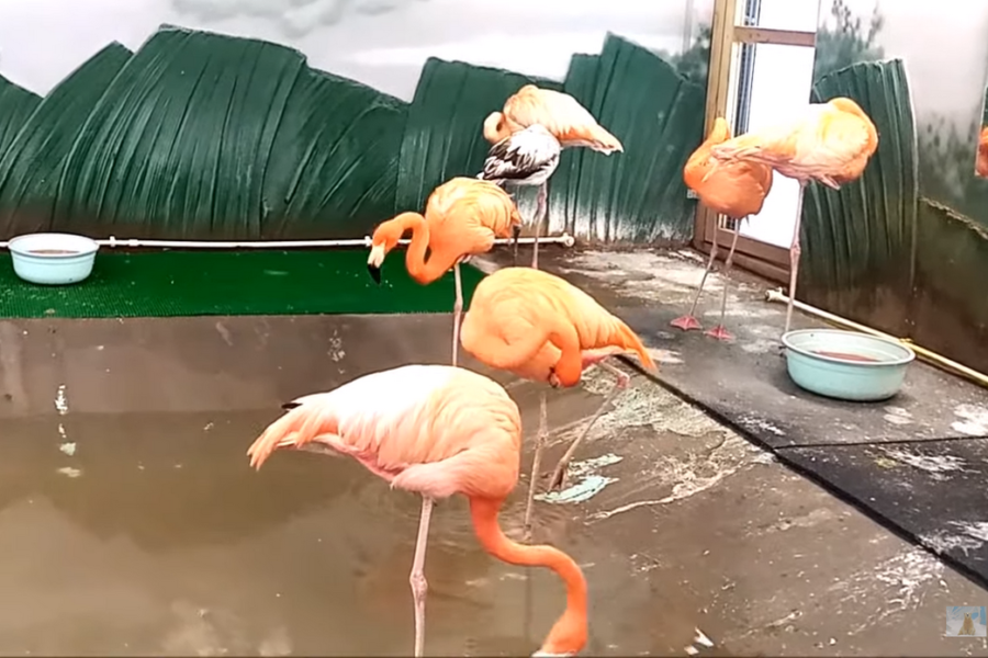 Фламинго-найденыш освоился в Новосибирском зоопарке