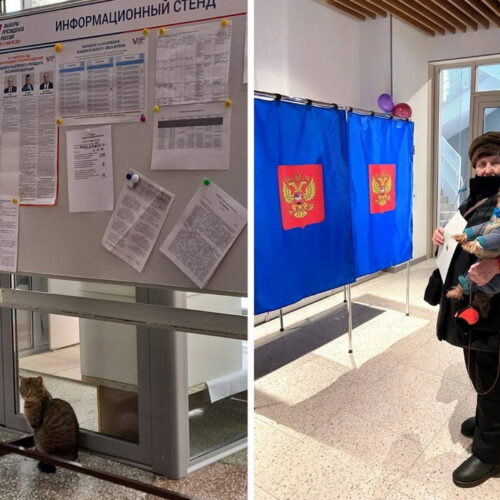 Домашних животных заметили на избирательных участках в Новосибирской области