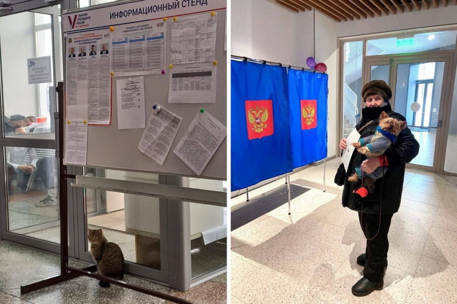 Домашних животных заметили на избирательных участках в Новосибирской области