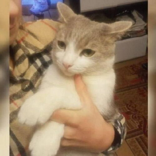 Кот Митя полностью восстановился после взрыва на Литейной в Новосибирске