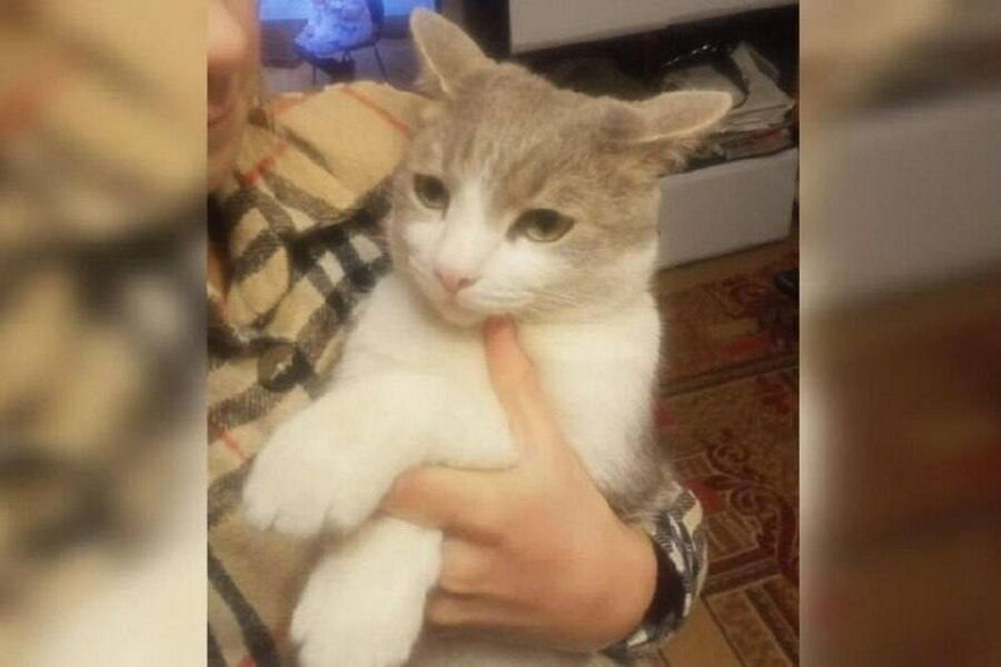 Кот Митя полностью восстановился после взрыва на Литейной в Новосибирске