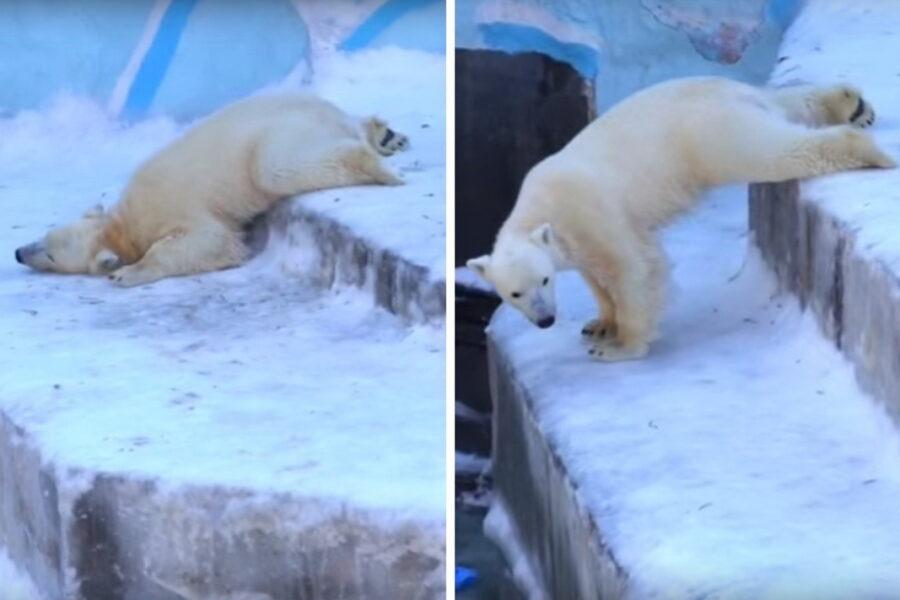 Белого медведя, катающегося на пузе, сняли в Новосибирском зоопарке