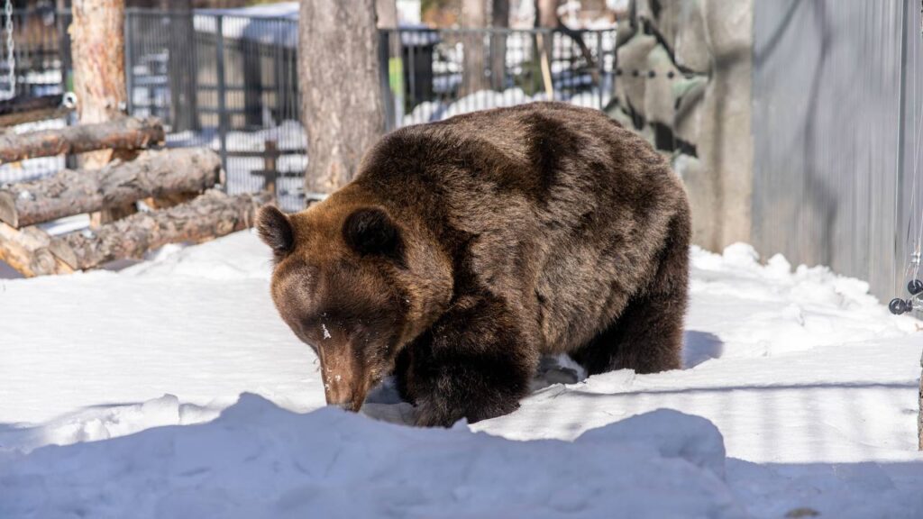 Косолапые Леха, Ваня и Челси вышли из спячки в Новосибирске