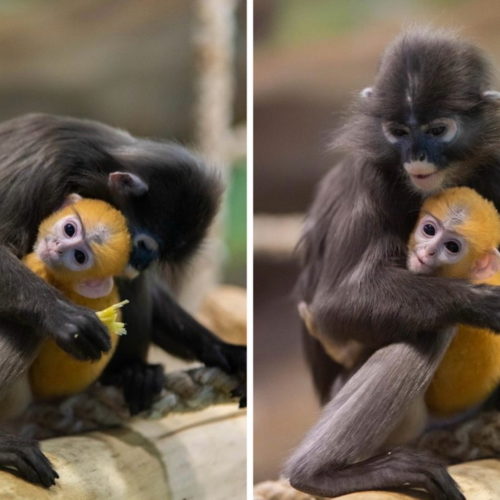 В Новосибирском зоопарке родился редкий очковый примат