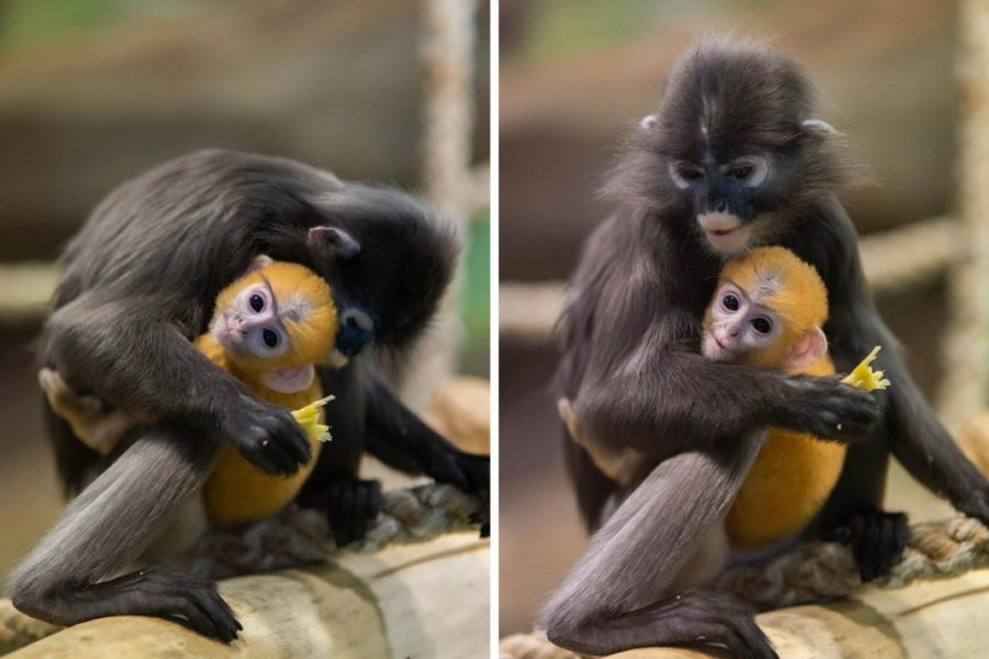 В Новосибирском зоопарке родился редкий очковый примат