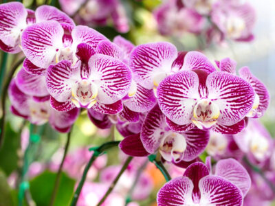 Выращивать орхидеи будет тепличный комплекс в Новосибирске
