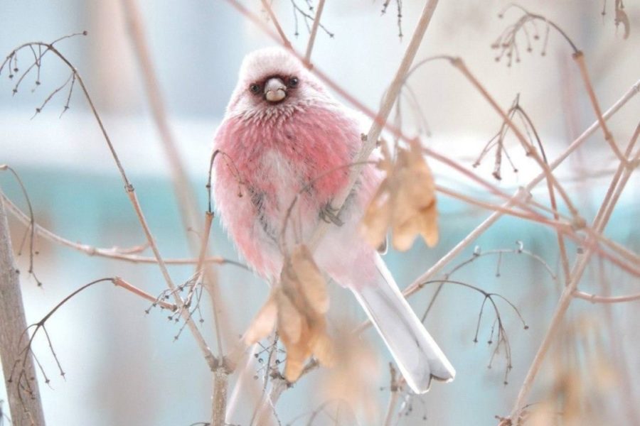 «Какой-то энгрибëрд»: розовая птица поразила своей красотой жителей Новосибирска