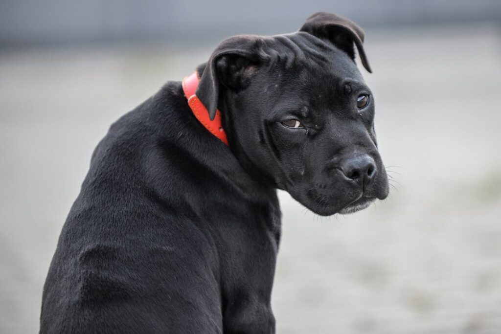 Питбуль напал на женщину, которая защищала своего питомца в Новосибирске