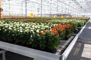 Роботы будут выращивать горшечную розу в тепличном комбинате «Новосибирский»