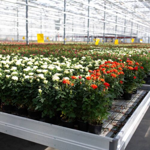 Роботы будут выращивать горшечную розу в тепличном комбинате «Новосибирский»