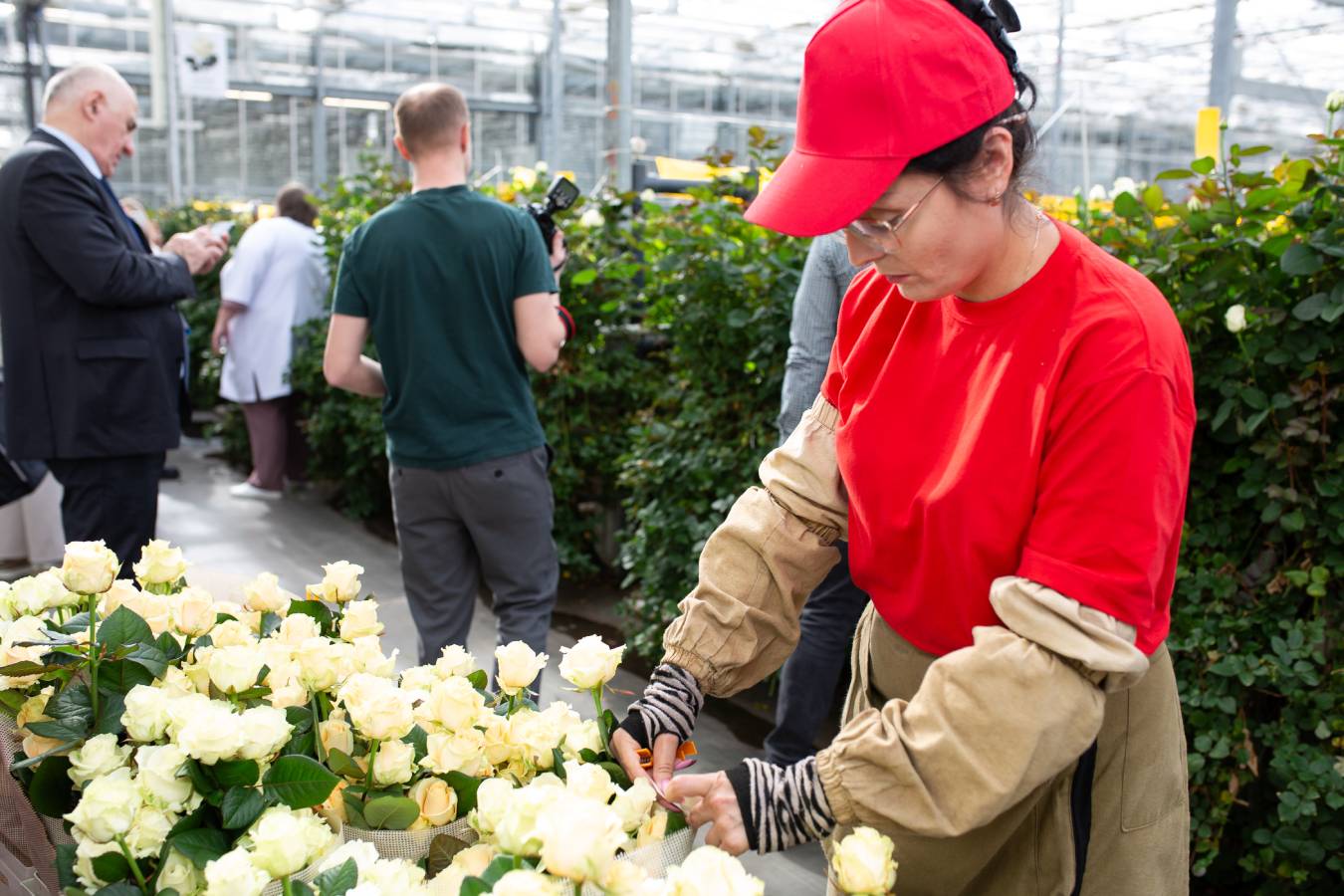 Роботы будут выращивать горшечную розу в тепличном комбинате «Новосибирский» 