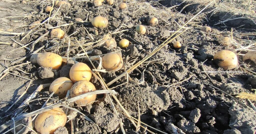 39% дачников будут в этом году садить картошку в Новосибирской области
