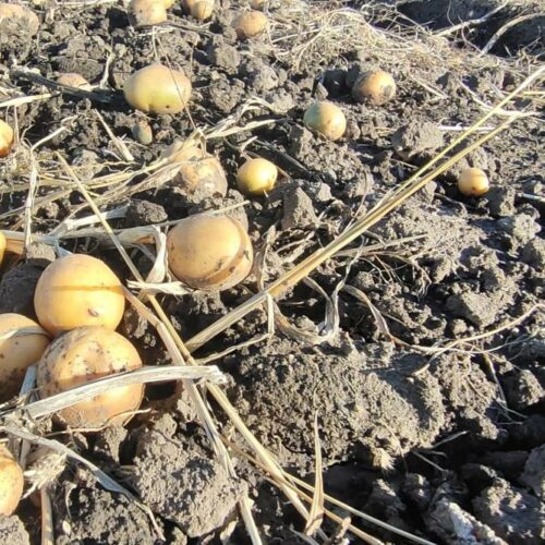 39% дачников будут в этом году садить картошку в Новосибирской области