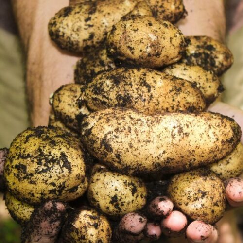 Новосибирцы отказываются садить овощи и картошку