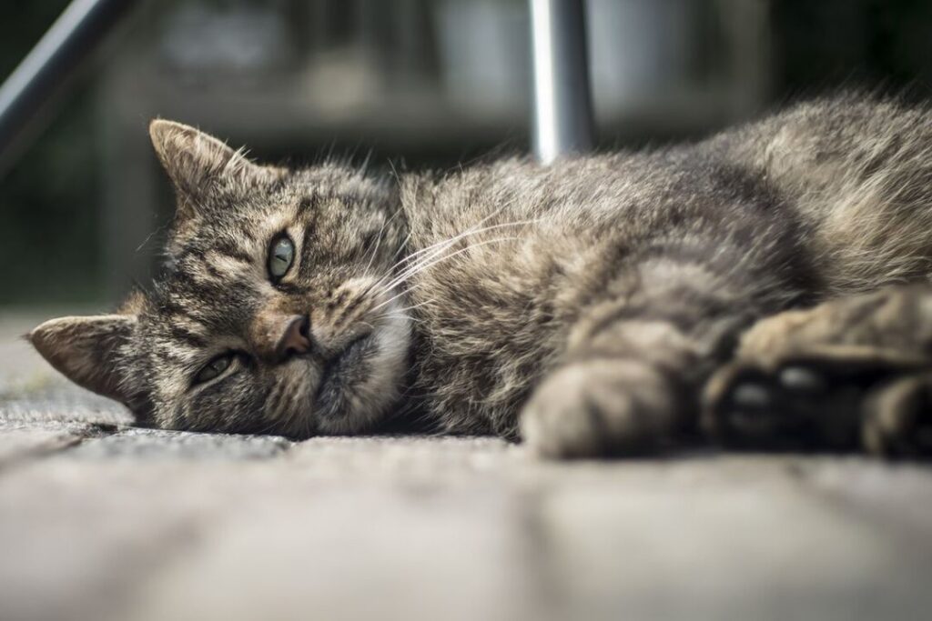 «Забил до смерти Дыму и украл деньги»: живодер попал под суд после похода в гости к знакомым под Новосибирском