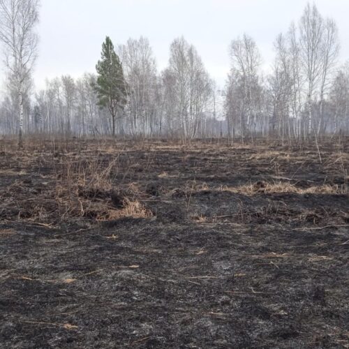 В лесах Новосибирской области расширяют сеть видеокамер для контроля за пожарами