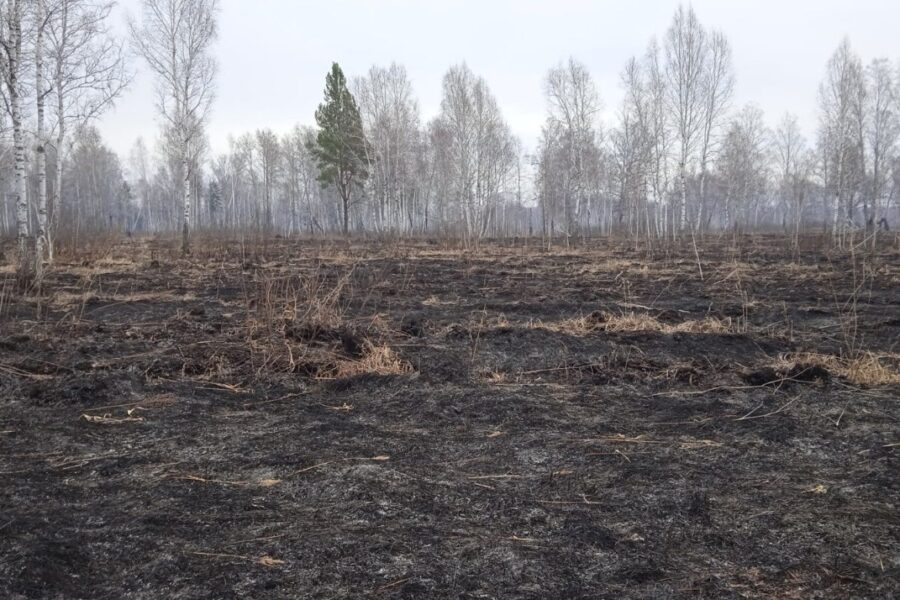 В лесах Новосибирской области расширяют сеть видеокамер для контроля за пожарами