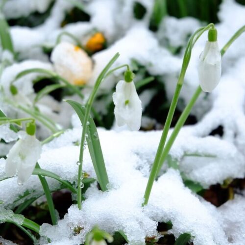 Похолодает и обрушатся снегопады: какая погода после праздничных дней ждет жителей Новосибирска