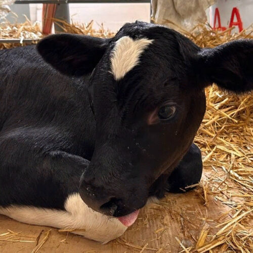 В России получили потомство от клонированной коровы