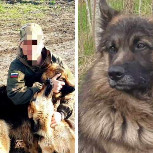 «Погиб, как воин»: пес по кличке Балбес отдал жизнь, защищая бойцов от дрона в зоне СВО
